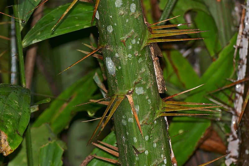 Nahaufnahme einer Rotangpalme in Malaysia; aus ihren mit Stacheln besetzten Lianen wird das Naturprodukt Rattan gewonnen