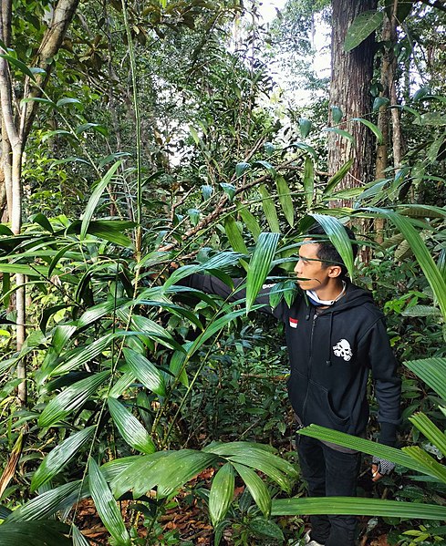 Rattan-Plantage in West-Kalimantan (Indonesien)