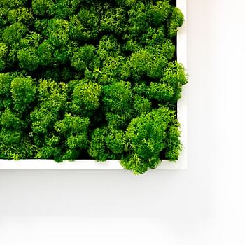 Trend Indoor Green Walls: So gelingt die Auswahl der passenden Moosbilder für Ihren Raum