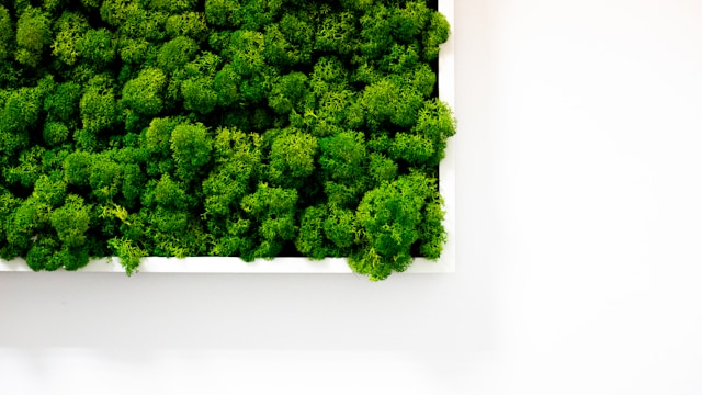 Trend Indoor Green Walls: So gelingt die Auswahl der passenden Moosbilder für Ihren Raum