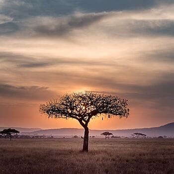 Die reiche und vielfältige Natur sowie die lebendige Kultur Afrikas haben Künstler seit Jahrhunderten inspiriert