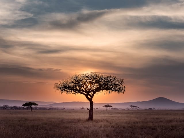 Die reiche und vielfältige Natur sowie die lebendige Kultur Afrikas haben Künstler seit Jahrhunderten inspiriert