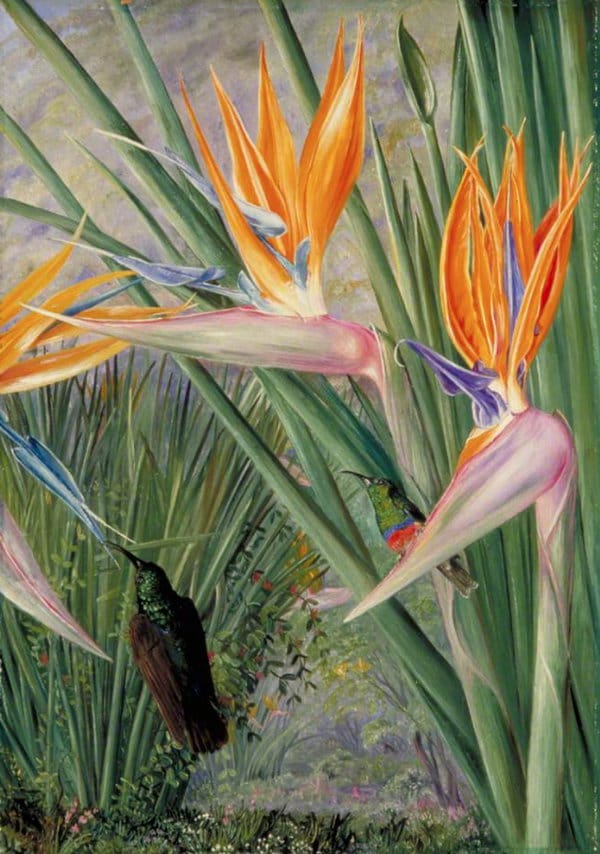 Strelitzia and Sugar Birds, South Africa (1882) von Marianne North