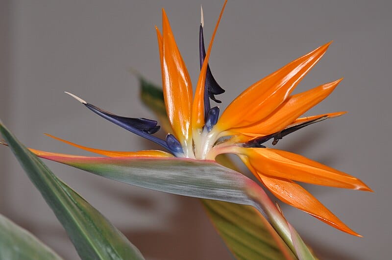 Die Strelitzia reginae betört mit ihren außergewöhnlichen Formen und lebhaften Farben die Sinne – Es ist daher nicht überraschend, dass sie ein geschätztes Motiv in der Kunst darstellt.