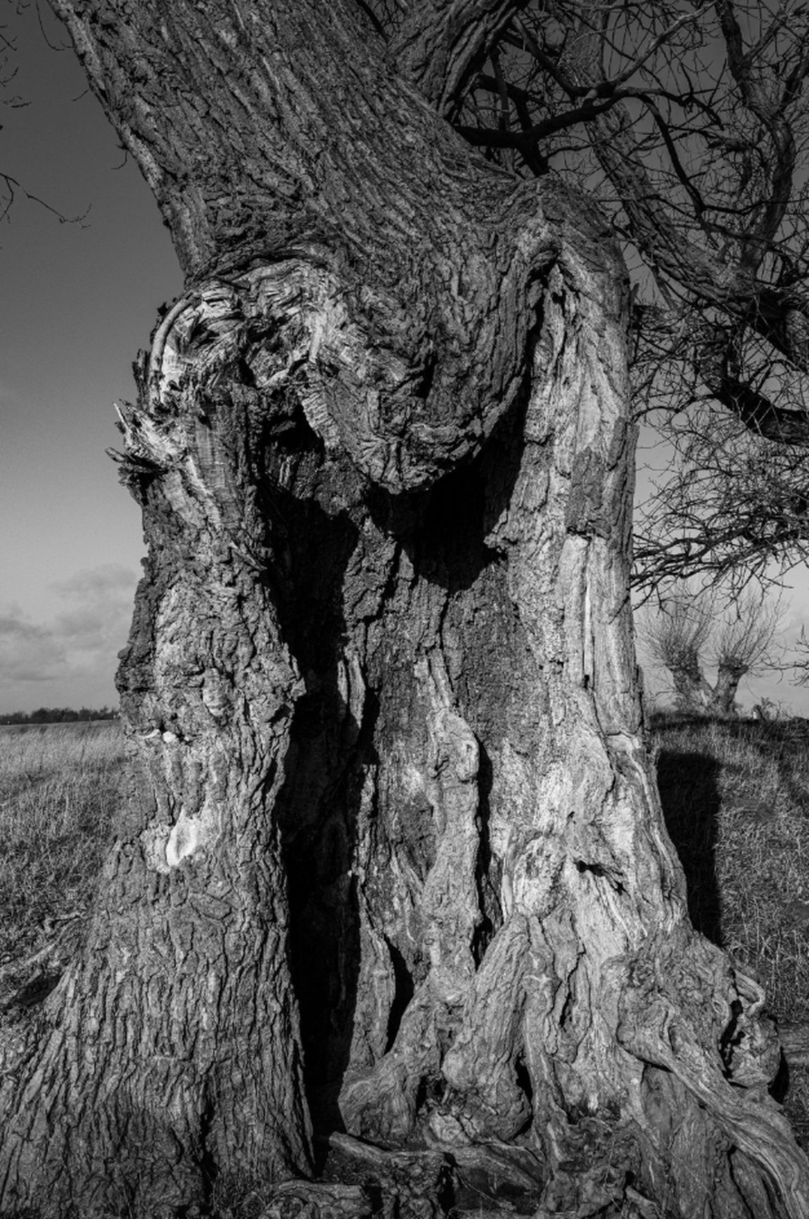 Pareidolie-Fotografie "baumkörper03" (2020) von Friedemann Baader